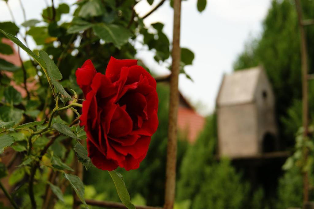 Apartamenty Nadedworce Kazimierz Dolny Ruang foto